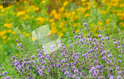 Image of wild mint