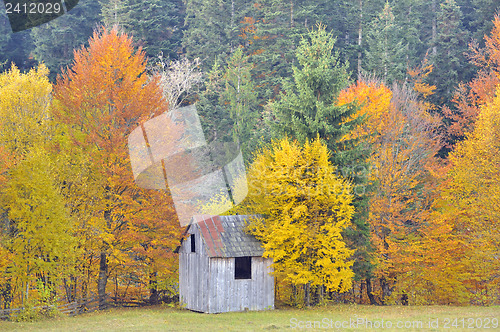 Image of colors of autumn birch forest