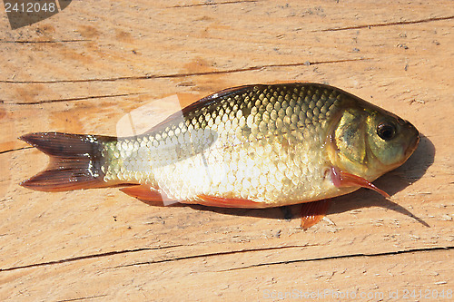 Image of caught big red crucian
