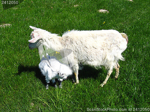 Image of Goat and kid on a pasture