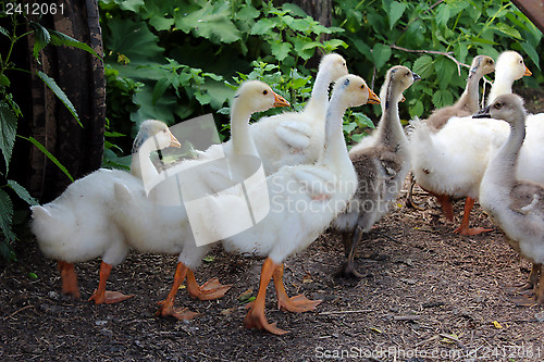 Image of some young goslings in the village