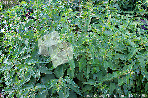 Image of bushes of thicket of cruel nettle