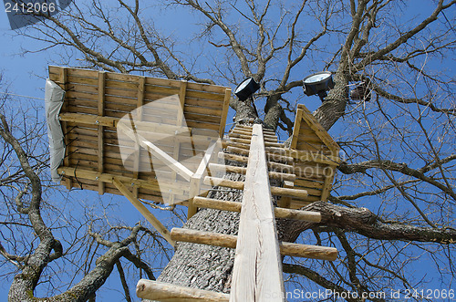 Image of wood ladder nailed old tree trunk playground site 