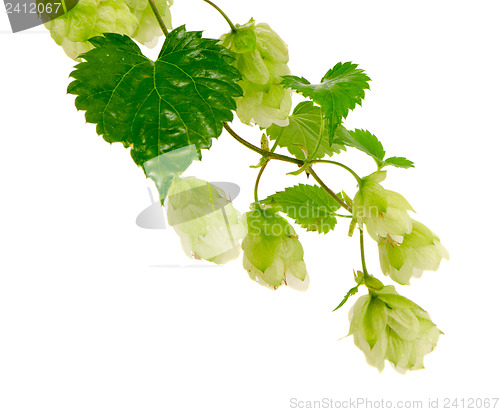 Image of hop plant natural beer ingredient isolated white 