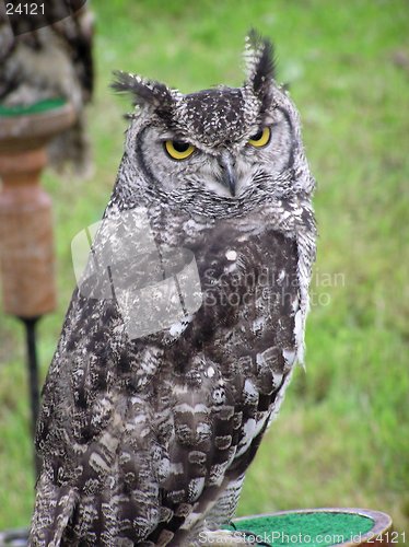 Image of Eagle Owl 2