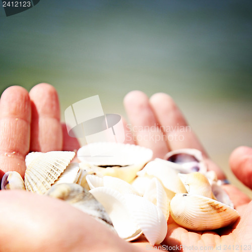 Image of Scallop