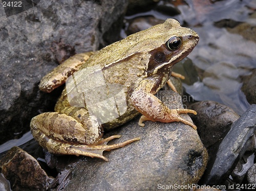 Image of Frog