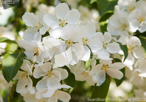 Image of Apple-tree flowers