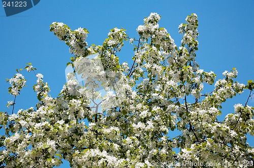 Image of Apple-tree flowers