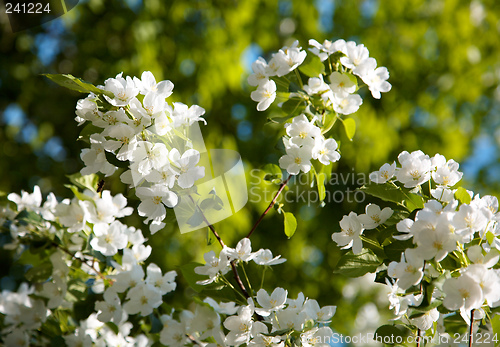 Image of Apple-tree flowers