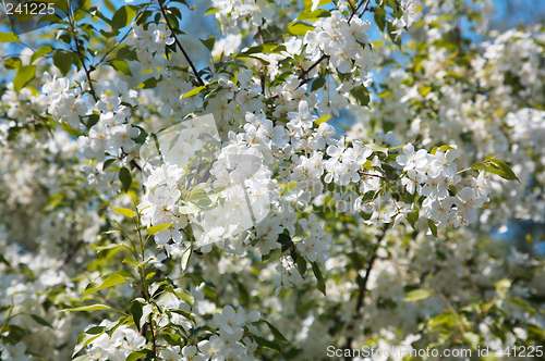 Image of Apple-tree flowers