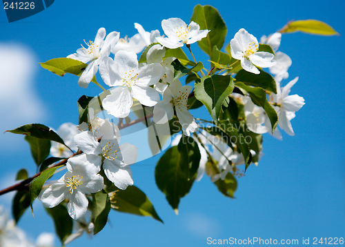 Image of Apple-tree flowers