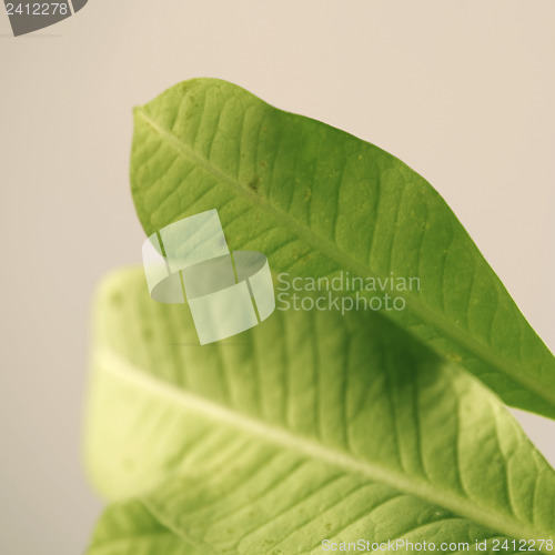 Image of Leafs