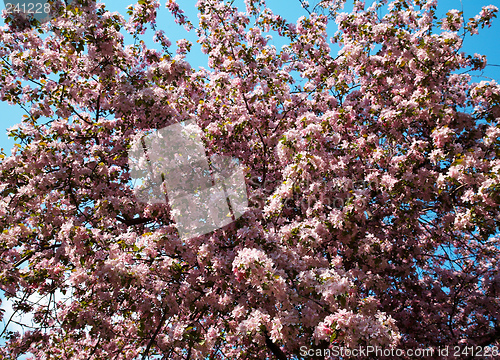 Image of Apple-tree flowers