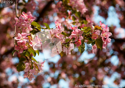 Image of Apple-tree flowers