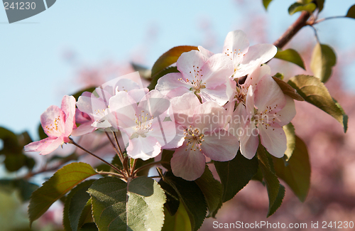 Image of Apple-tree flowers