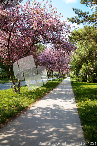 Image of Apple-tree alley
