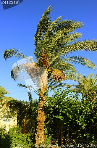 Image of Palm tree