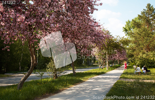 Image of Apple-tree alley