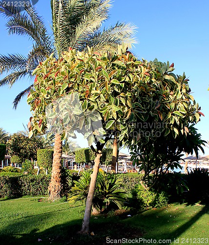 Image of green trees