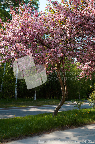 Image of Apple-tree alley