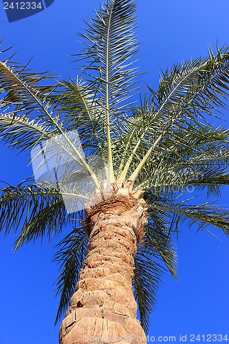 Image of Palm tree 
