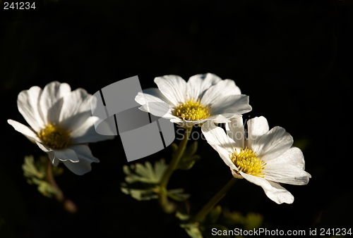 Image of Callianthemum sajanense