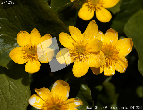 Image of Caltha palustris