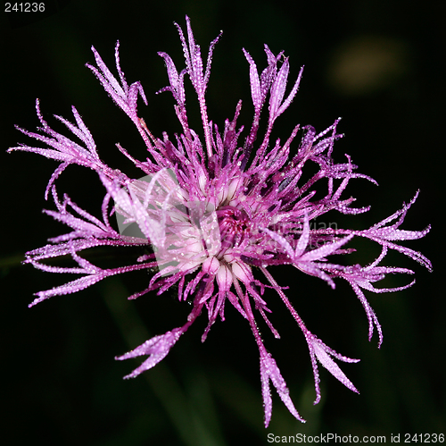 Image of Dew on cornflower