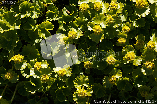 Image of Golden saxifrage - Chrysosplenium peltatum