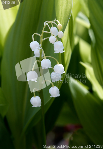 Image of Convallaria majalis