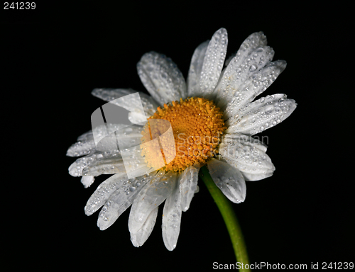 Image of Daisy with dew