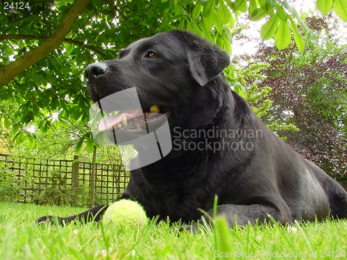 Image of Labrador Retriever