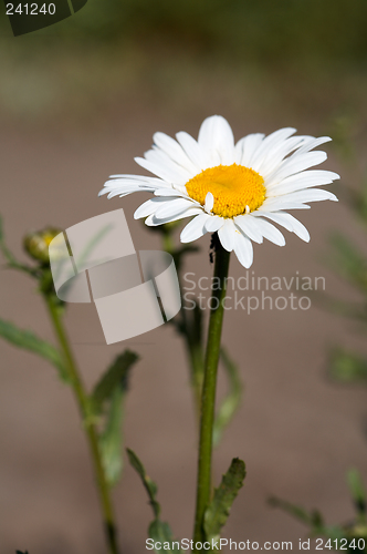 Image of Ox-eye daisy