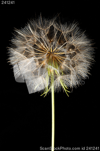 Image of Dandelion on black background