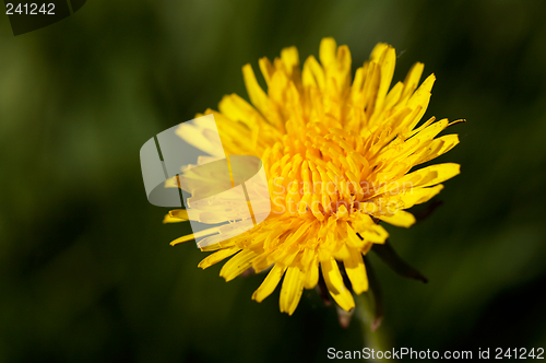 Image of Taraxacum officinale