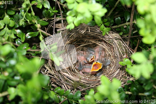 Image of Baby Birds