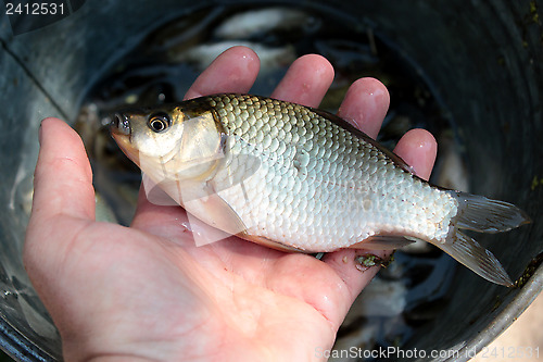 Image of caught big crucian in hand