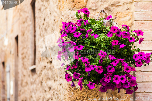 Image of Tuscan flowers