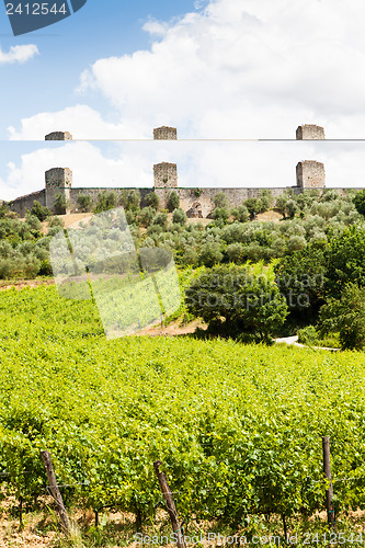 Image of Wineyard in Tuscany