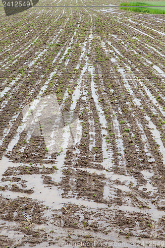 Image of Agriculture disaster