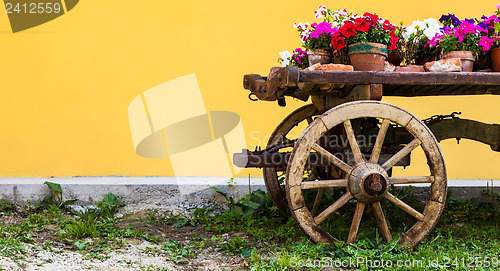 Image of Tuscany flowers