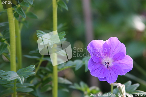 Image of Flower3