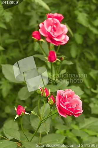 Image of Pink rose in flowerbed