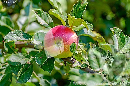 Image of Apple