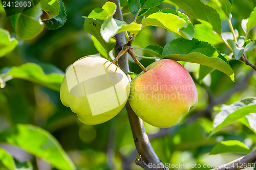Image of Apples