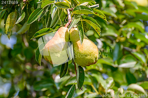 Image of Pears