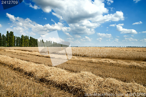 Image of Golden wheat ears with blue sky over them. south Ukraine