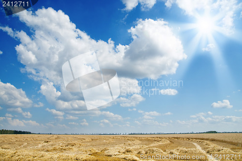 Image of ears of ripe wheat with sun