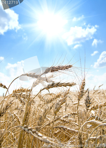 Image of ears of ripe wheat with sun